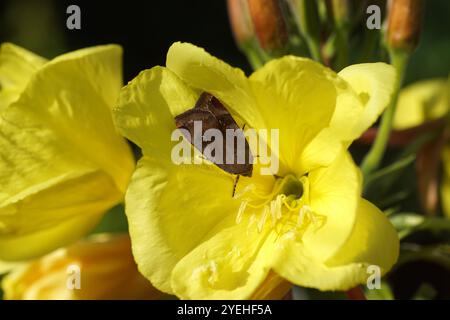 Sottobosco giallo con bordi larghi minori (Noctua janthe) o giallo di Langmaid (Noctua janthina). Sul fiore giallo di primula serale Foto Stock