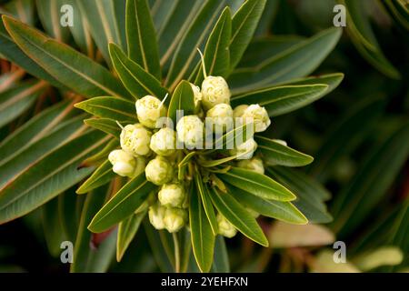 Gruppo di fiori bianchi cremosi rotondi di Little Penda, Xanthosteom verticillatus. Arbusto della foresta pluviale australiana nel giardino del Queensland in primavera. Foto Stock