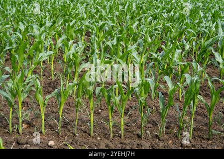 Campo di granturco, Renania settentrionale-Vestfalia, Germania, Europa Foto Stock