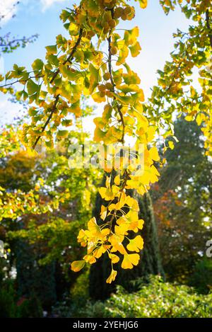 Rami appesi con foglie autunnali gialle del Ginkgo biloba o dell'albero di maidenhair Foto Stock