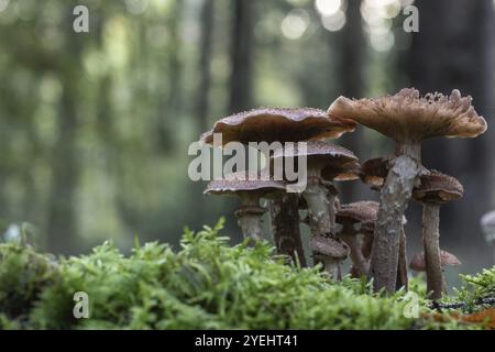 Armillaria polymyces (Armillaria ostoyae), Emsland, bassa Sassonia, Germania, Europa Foto Stock