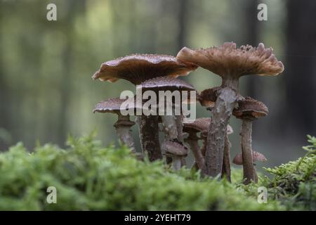 Armillaria polymyces (Armillaria ostoyae), Emsland, bassa Sassonia, Germania, Europa Foto Stock