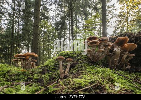 Armillaria polymyces (Armillaria ostoyae), Emsland, bassa Sassonia, Germania, Europa Foto Stock