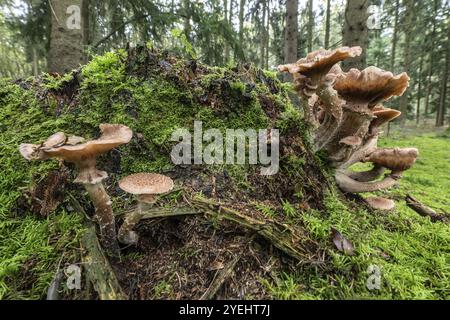 Armillaria polymyces (Armillaria ostoyae), Emsland, bassa Sassonia, Germania, Europa Foto Stock