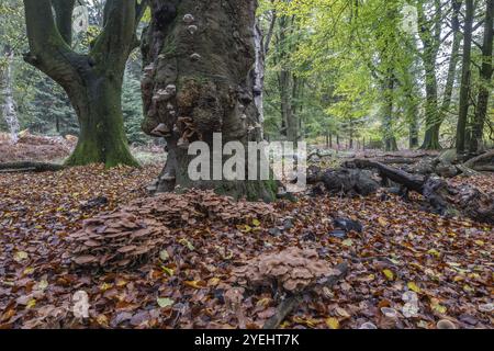 Armillaria polymyces (Armillaria ostoyae), Emsland, bassa Sassonia, Germania, Europa Foto Stock