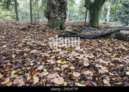 Armillaria polymyces (Armillaria ostoyae), Emsland, bassa Sassonia, Germania, Europa Foto Stock