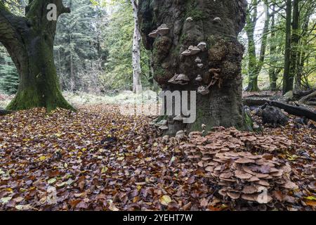 Armillaria polymyces (Armillaria ostoyae), Emsland, bassa Sassonia, Germania, Europa Foto Stock