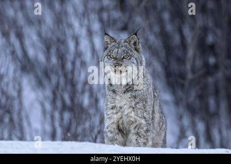 Lince canadese (Lynx canadensis), selvaggia, inverno, neve, seduta, dirigiti verso Alaska Highway, Yukon, Canada, Nord America Foto Stock