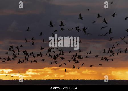 Sagome di gru nel cielo serale volando in gran numero davanti a un tramonto luminoso, Crane (Grus grus) fauna selvatica, Western Pomerania Lagoon Na Foto Stock