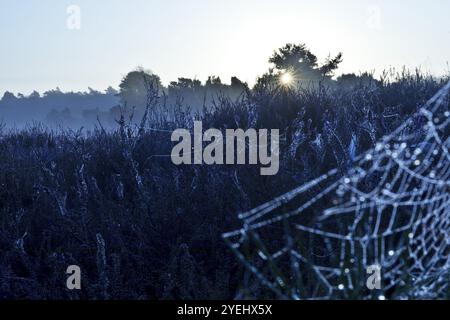 Ragnatela al mattino nella Westruper Heide in autunno, Haltern am SEE, regione della Ruhr, Renania settentrionale-Vestfalia, Germania, Europa Foto Stock