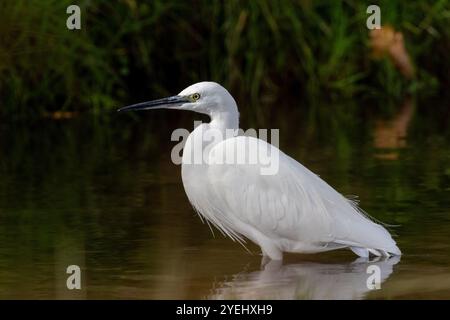 Piccola egretta, Egretta garzetta in acqua. Londra, Regno Unito Foto Stock