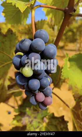 Primo piano di un gruppo di uve in un vigneto, caratterizzato da un mix di uve verdi e viola sotto la luce naturale del sole Foto Stock