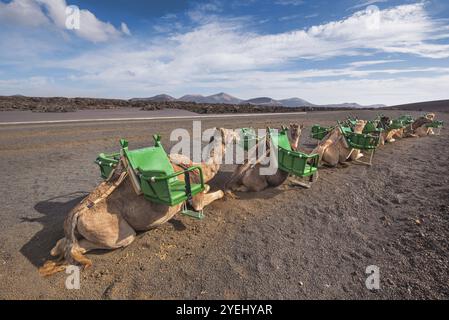 Cammelli che riposano nel paesaggio vulcanico del parco nazionale Timanfaya, Lanzarote, isole Canarie, Spagna, Europa Foto Stock