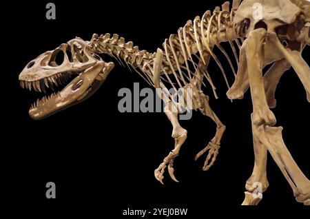 Scheletro di dinosauro su nero sfondo isolato Foto Stock