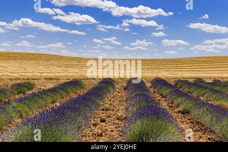 Infinite file di lavanda sotto un cielo azzurro luminoso con soffici nuvole in un paesaggio rurale, campo di lavanda Foto Stock