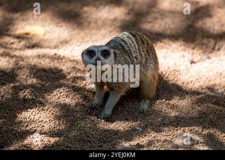 Un meerkat in allerta su un terreno di ciottoli, i suoi occhi si fissavano attentamente su qualcosa in lontananza. Foto Stock