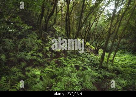 Foresta pluviale magica Laurisilva nelle montagne di Anaga, Tenerife, Isole Canarie, Spagna, Europa Foto Stock