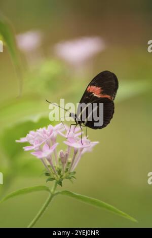 Farfalla (Heliconus Melpomene) su fiore rosa Foto Stock