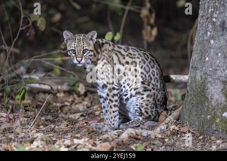 Ocelot (Leopardus pardalis), di notte, contatto visivo, Pantanal, entroterra, zona umida, riserva della biosfera dell'UNESCO, sito Patrimonio dell'Umanità, biotopo paludoso, Mato GR Foto Stock