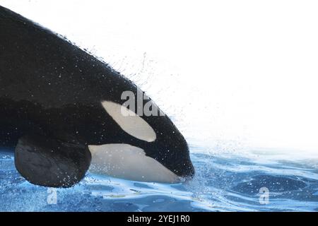 Killer Whale jumping e spruzzi d'acqua bianca su sfondo isolato Foto Stock