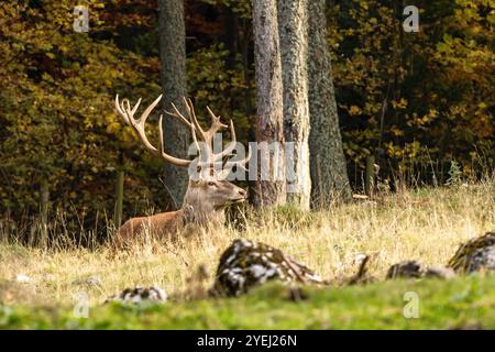 Cervi rossi europei con imponenti corna massicce che riposano al sole nella foresta autunnale nella riserva naturale, animali selvatici e fauna selvatica Foto Stock