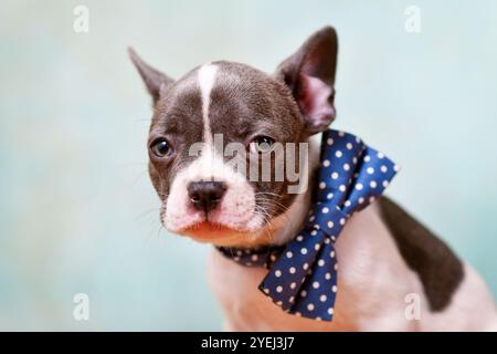 Ritratto del cucciolo di Bulldog francese con papillon davanti allo sfondo verde menta Foto Stock