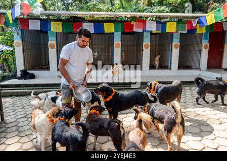 Kathmandu, Nepal. 31 ottobre 2024. Un uomo nutre i cani con ghirlande presso Animal Nepal, un centro di cura degli animali in Nepal durante il festival Kukkur Tihar. Tihar è un festival indù celebrato in Nepal per 5 giorni. Il secondo giorno di Tihar, i nepalesi adorano i cani e nutrono loro cibo delizioso. Il festival è conosciuto come Kukkur Pooja o Kukkur Tihar. Secondo la tradizione nepalese, uno dei giorni festivi è dedicato esclusivamente all'amico e guardiano più devoto dell'uomo. Credito: SOPA Images Limited/Alamy Live News Foto Stock