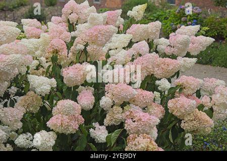 Hydrangea paniculata varietà "Merletto Borgogna" cespuglio in piena fioritura. Foto Stock