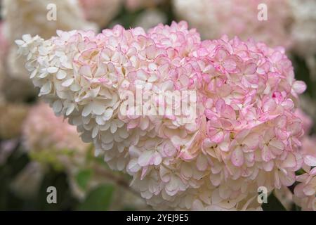 Hydrangea paniculata "pizzo Borgogna", punta di fiore. Foto Stock