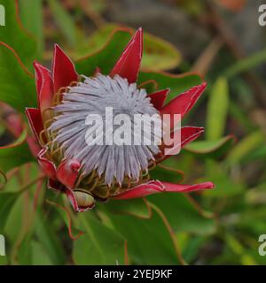 Fiore di Protea (Sugarbush). Foto Stock