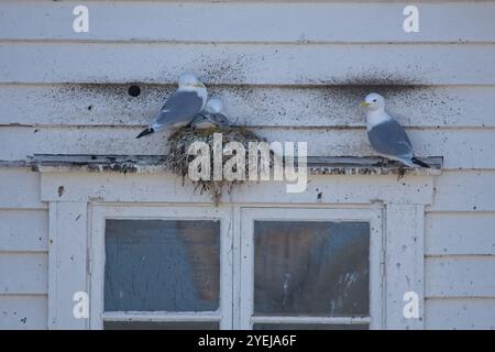 Gabbiani comuni che nidificano sul lato di un edificio. Gabbiani comuni (larus canus) nel nido e nelle uova in incubazione in estate, Berlevåg, Norvegia. Foto Stock