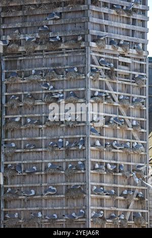 Gabbiani comuni che nidificano sul lato di un edificio. Gabbiani comuni (larus canus) nel nido e nelle uova in incubazione in estate, Berlevåg, Norvegia. Foto Stock