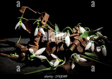 Un'impressionante disposizione di delicati fiori di neve bianchi intrecciati con utensili in metallo arrugginito su uno sfondo scuro. I petali morbidi e il ferro cr invecchiato Foto Stock