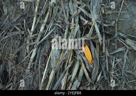 Una pannocchia di mais gialla giace sul terreno con foglie secche e gambi Foto Stock