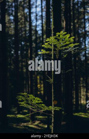 Foresta di abete rosso, fasci di sole attraverso nebbia che illuminano il pavimento coperto di muschio e felce, Foto di alta qualità Foto Stock