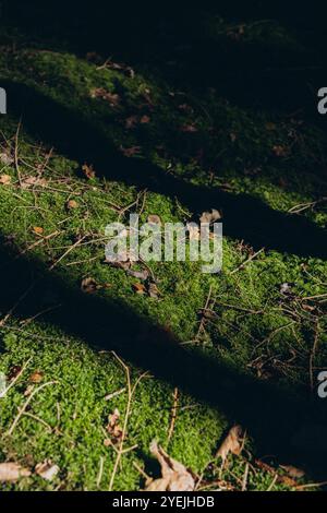 Foresta di abete rosso, travi di sole attraverso nebbia che illuminano il pavimento boschivo coperto di muschio e felce, Foto Stock