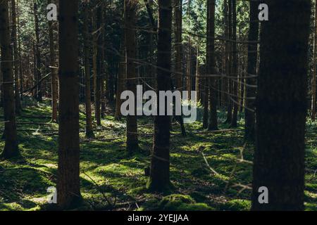 Foresta di abete rosso, travi di sole attraverso nebbia che illuminano il pavimento boschivo coperto di muschio e felce, Foto Stock