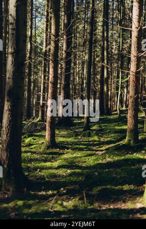 Foresta di abete rosso, travi di sole attraverso nebbia che illuminano il pavimento boschivo coperto di muschio e felce, Foto Stock