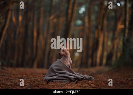 Un cane senza capelli siede a terra avvolto da una coperta, circondato da alberi. Il cane sembra calmo e contento, seduto pacificamente nella foresta. Foto Stock