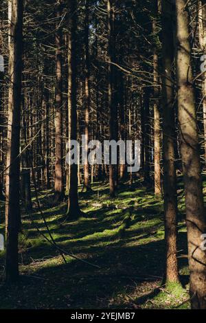 Foresta di abete rosso, travi di sole attraverso nebbia che illuminano il pavimento boschivo coperto di muschio e felce, Foto Stock