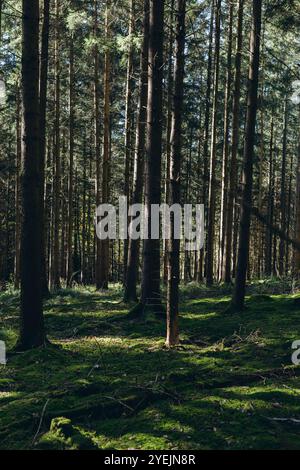Foresta di abete rosso, travi di sole attraverso nebbia che illuminano il pavimento boschivo coperto di muschio e felce, Foto Stock