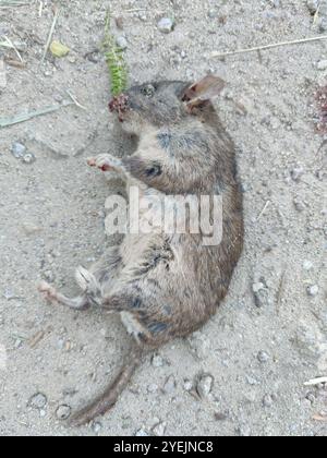 Woodrat dai piedi ciechi (ricette di Neotoma) Foto Stock