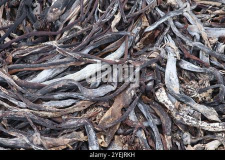 Residuo di alghe alghe sulla spiaggia di Capo di buona speranza Foto Stock