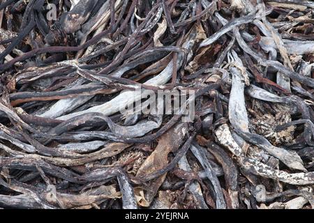 Residuo di alghe alghe sulla spiaggia di Capo di buona speranza Foto Stock