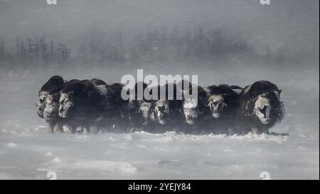 Buoi muschiati in piedi nella neve durante una bufera d'inverno. Gruppo di buoi muschiati (Ovibos moschatus) in piedi fianco a fianco nella neve Foto Stock