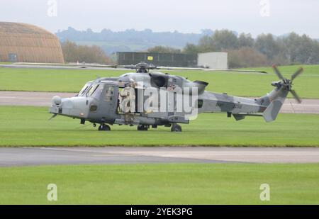 Gatto selvatico Foto Stock
