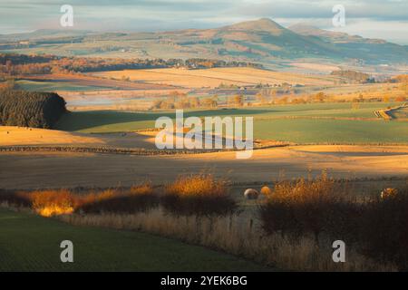 Colline ondulate e campi dorati bagnati dalla luce autunnale, con balle di fieno sparse attraverso la campagna panoramica vicino a West Lomond Hill, Fife, Scozia Foto Stock