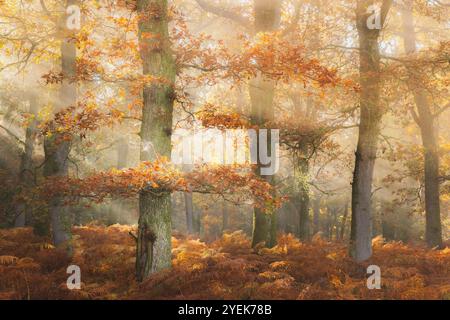 I raggi del sole penetrano attraverso gli alberi di quercia europea nebbiosi (Quercus robur) in un bosco autunnale del Perthshire, creando una foresta serena e vibrante. Foto Stock