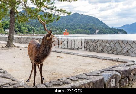 Primo piano di un cervo Sika adulto con corna sull'isola di Miyajima, in Giappone, il 29 settembre 2024 Foto Stock