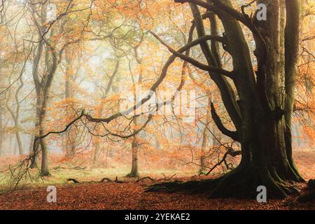 L'antico faggio europeo (Fagus sylvatica) si erge maestosamente nel bosco nebbioso di Kinclaven, Perthshire, Scozia, circondato da un vibrante autunno Foto Stock